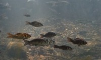 /album/acquariofilia/dsc00978-hf-2-r-jpg/